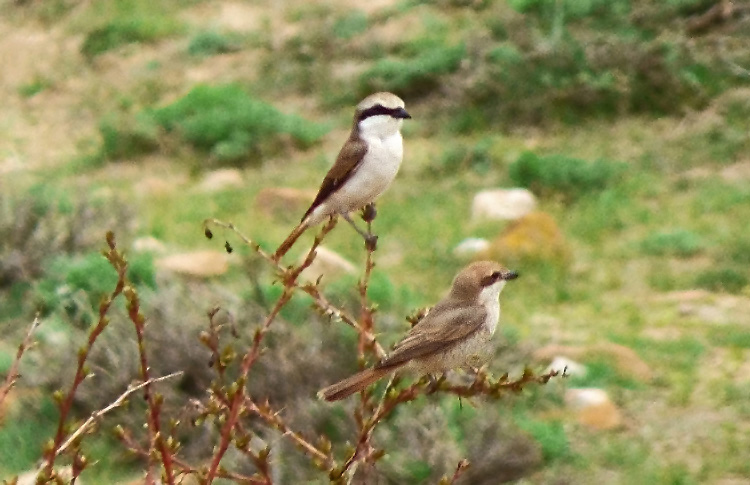Turkestan Shrikes, Iran. April 2017