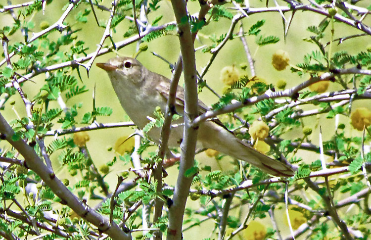 Upcher's Warbler, Iran. April 2017