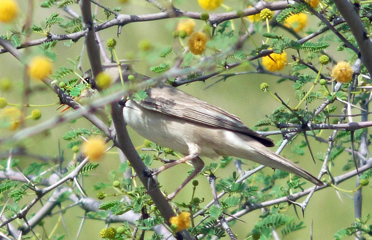 Upcher's Warbler, Iran. April 2017