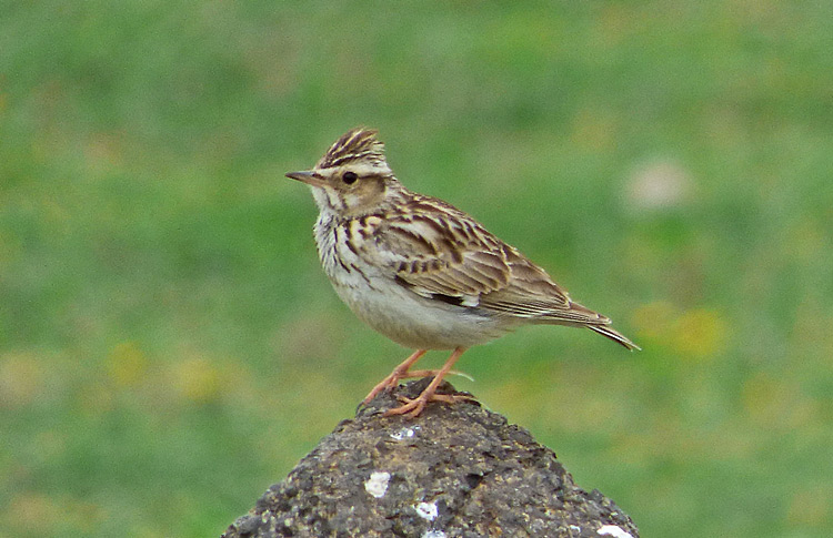 Wood Lark, Iran. April 2017