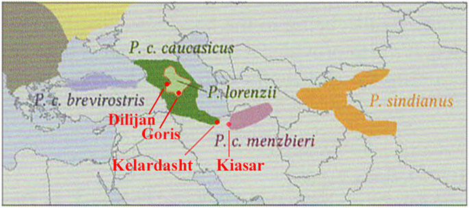 Distribution of Chiffchaff subspecies after Copete & Lpez (2013)