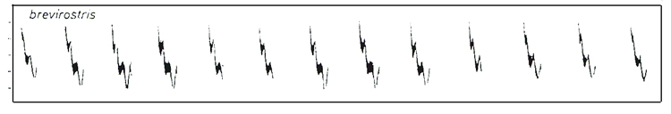 Sonograms of brevirostris  song, from Helbig et al. 1996.