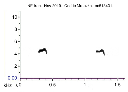 Chiffchaff calls from NE Iran, from recording by C Mroczko