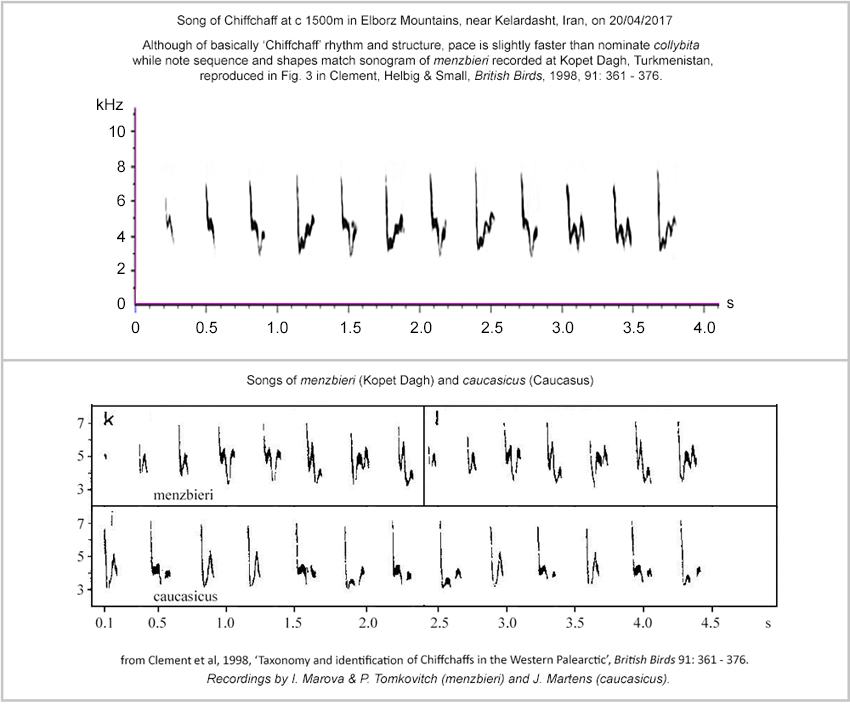 Sonograms of southern subspecies of Chiffchaff