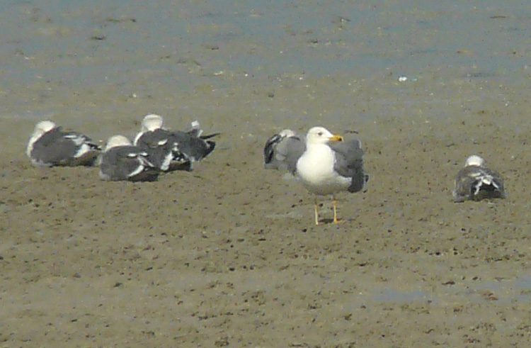 Armenian Gull, Kuwait, December 2013