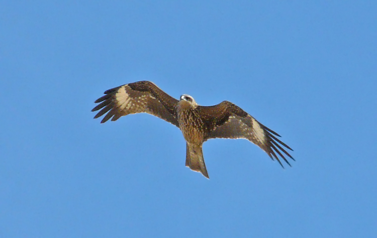 Black-eared Kite, Kuwait, December 2013