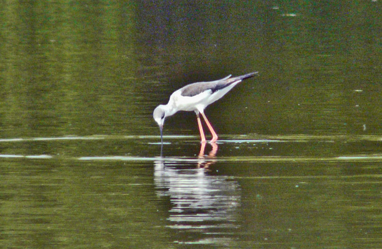 Black-winged Stilt, Kuwait, December 2013