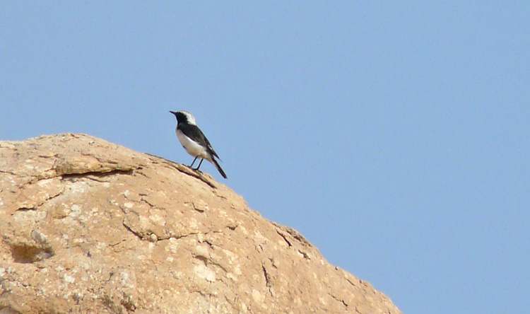 Eastern Mourning Wheatear, Kuwait, December 2013