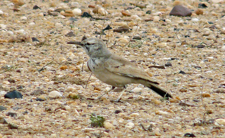 Greater Hoopoe Lark, Kuwait, December 2013