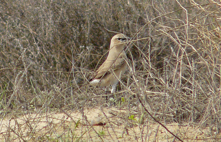 Isabelline Wheatear, Kuwait, December 2013