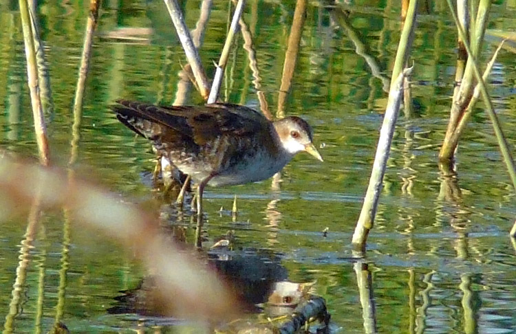 Little Crake, Kuwait, December 2013