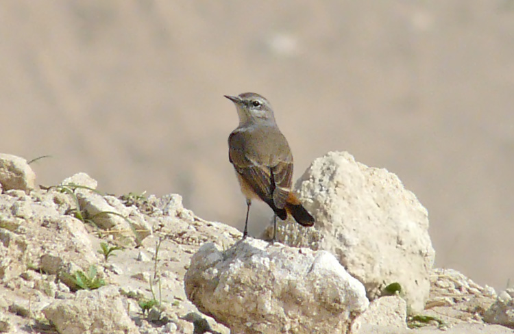 Red-tailed Wheatear, Kuwait, December 2013
