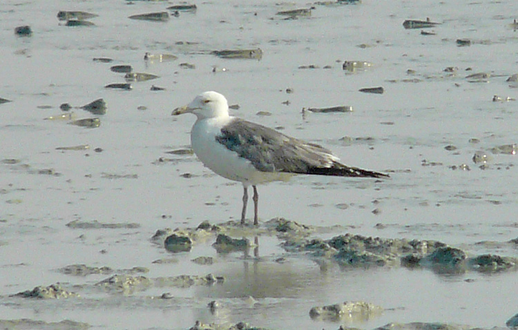 Steppe Gull, Kuwait, December 2013