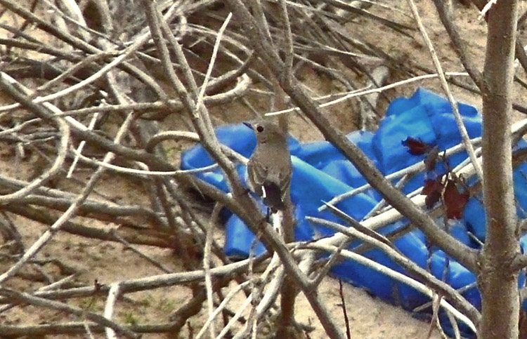 Taiga Flycatcher, Sabriya Farm, Kuwait, December 4th 2013