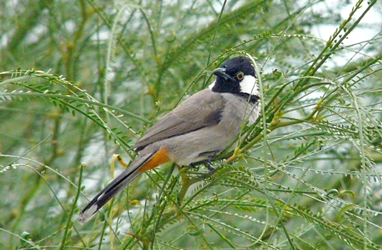 hite-cheeked Bulbul, Kuwait, December 2013