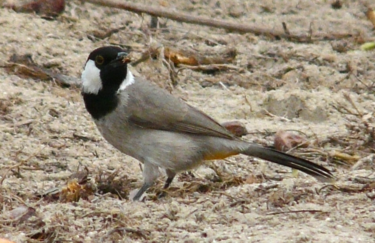 hite-cheeked Bulbul, Kuwait, December 2013
