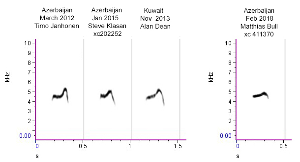 Calls of Chiffchaffs in Azerbaijan and Kuwait