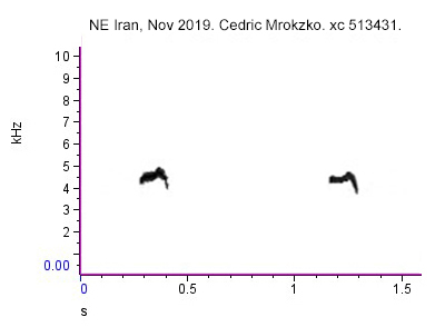 Calls of Chiffchaff in NE Iran, recorded by C. Mrozko