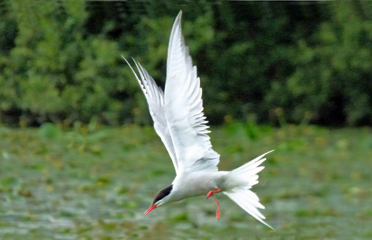 Common Tern, WMids, July 2016