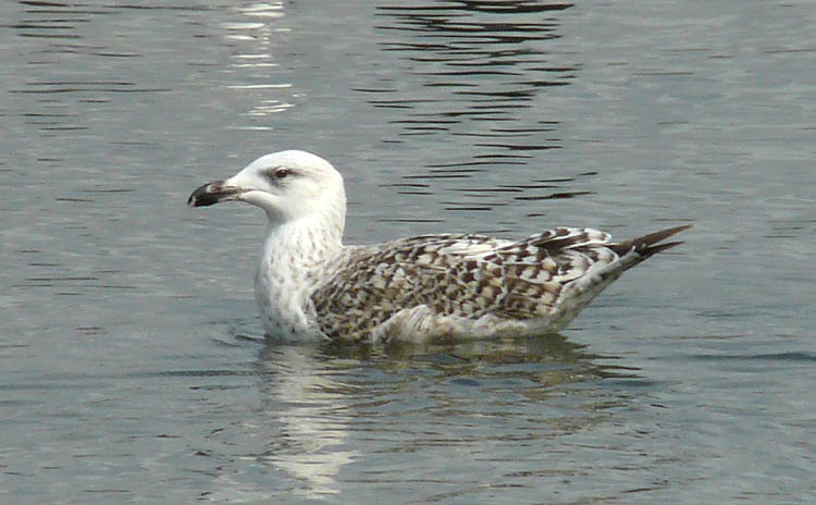 Great Black-backed Gull, 2cy, Warks, July 2009