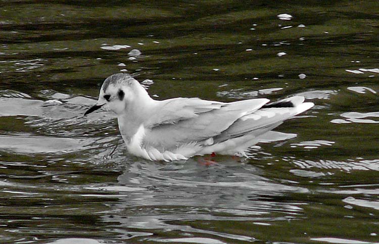 Little Gull, Warks, March 2013