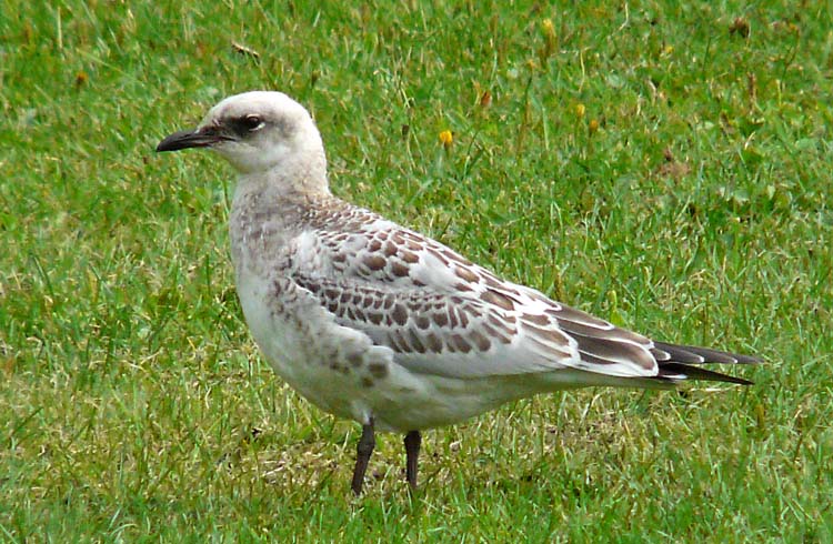 Mediterranean Gull, juvenile, West Midlands, August 2010