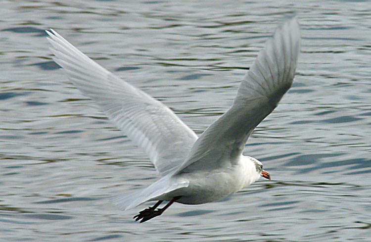 Mediterranean Gull, West Midlands, November 2012