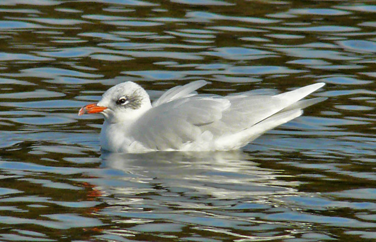 Mediterranean Gull, West Midlands, November 2013