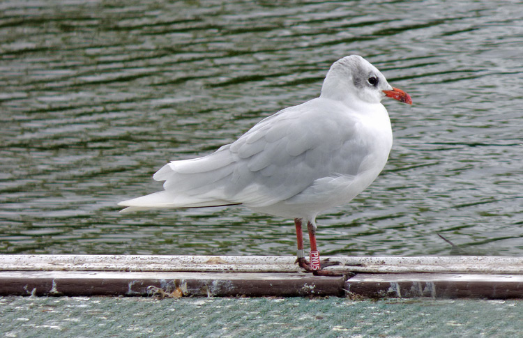 Mediterranean Gull, West Midlands ,August 2018