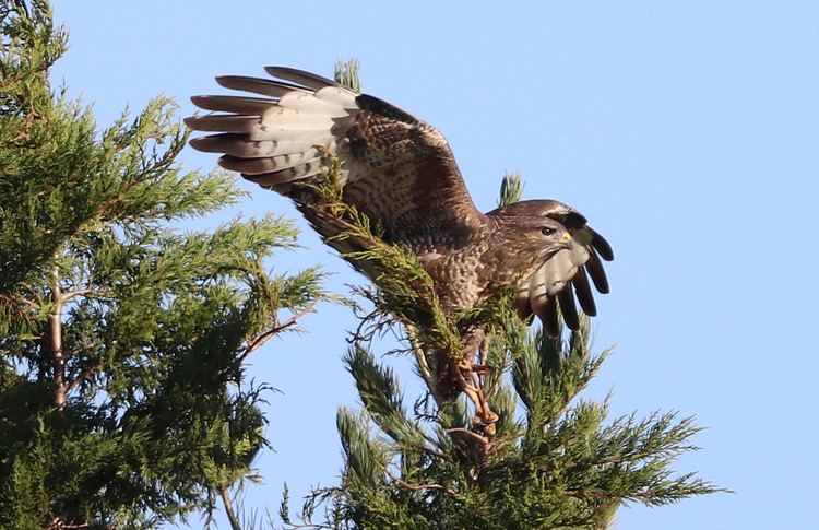 Buzzard, Warks, November 2017