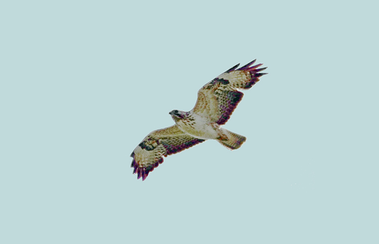 Buzzard, pale, West Midlands, June 2015