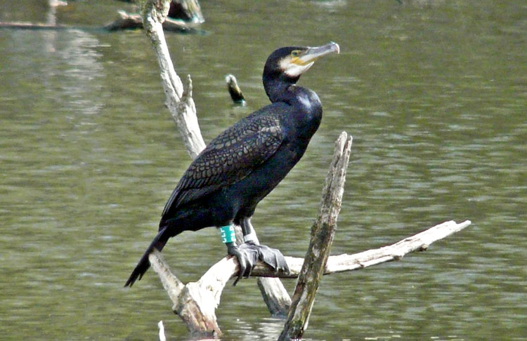 Cormorant, West Midlands, April 2011