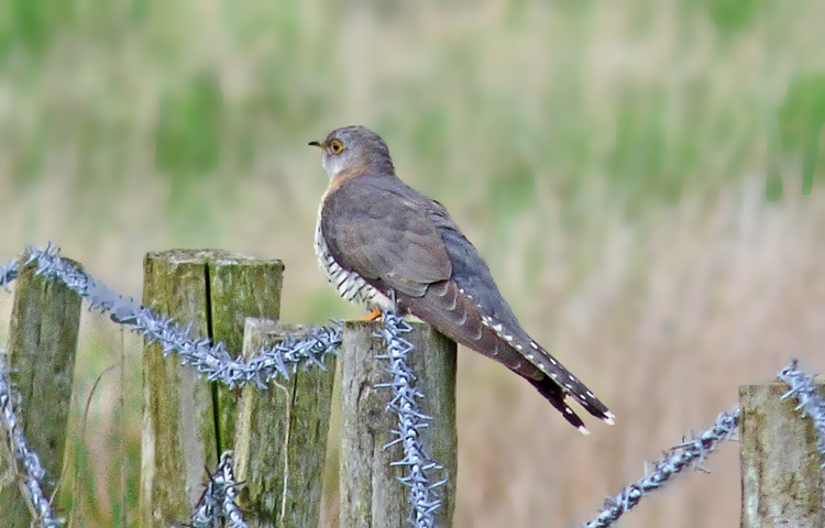 Cuckoo, Warks, May 2015