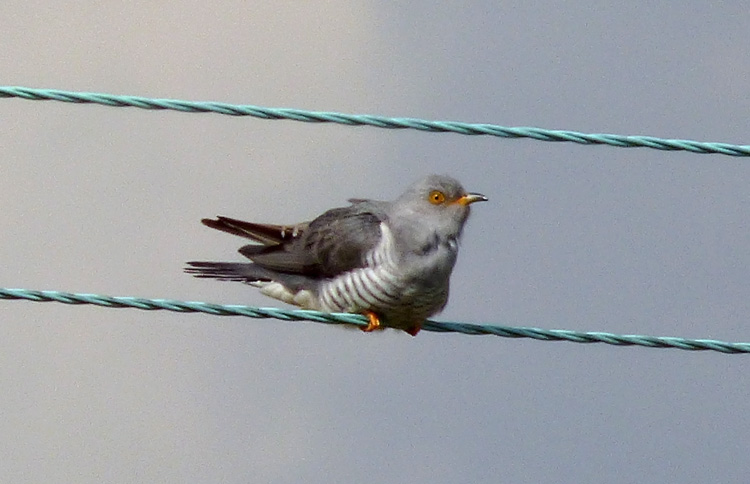 Cuckoo, Warks, April 2016