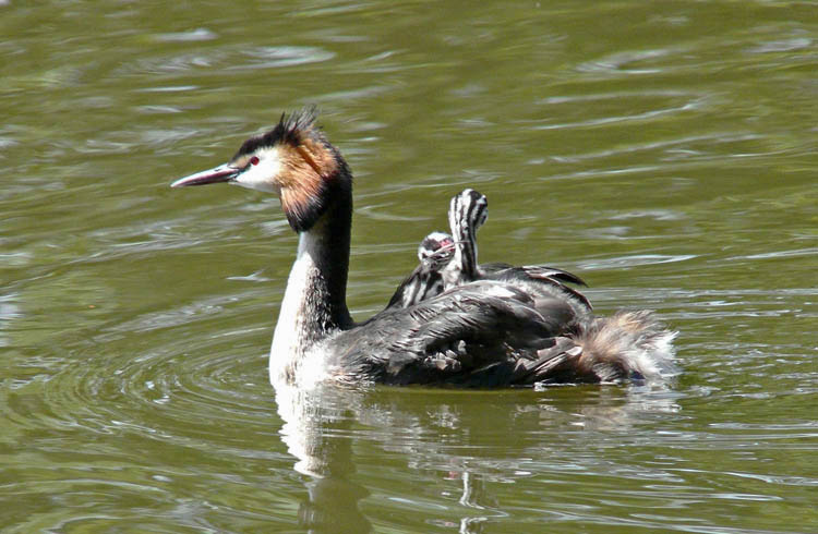 Great Crested Grebe, West Midlands, June 2011