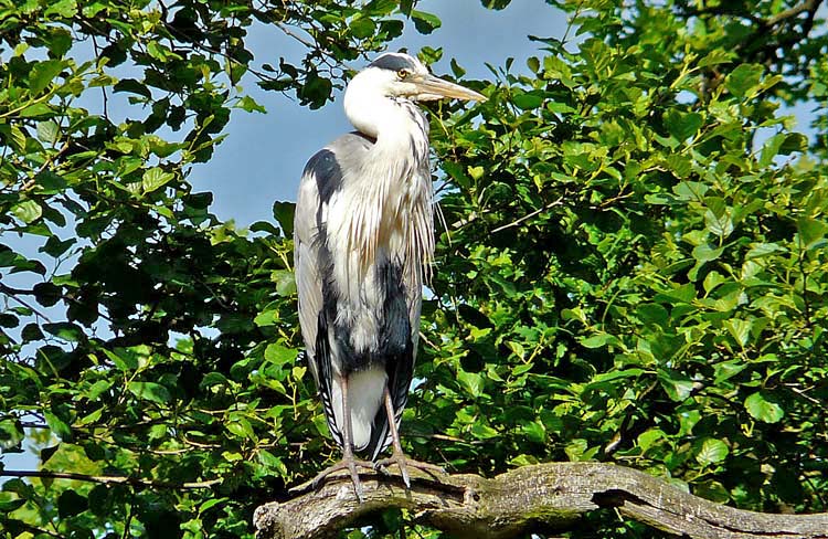 Grey Heron, Warks, June 2008