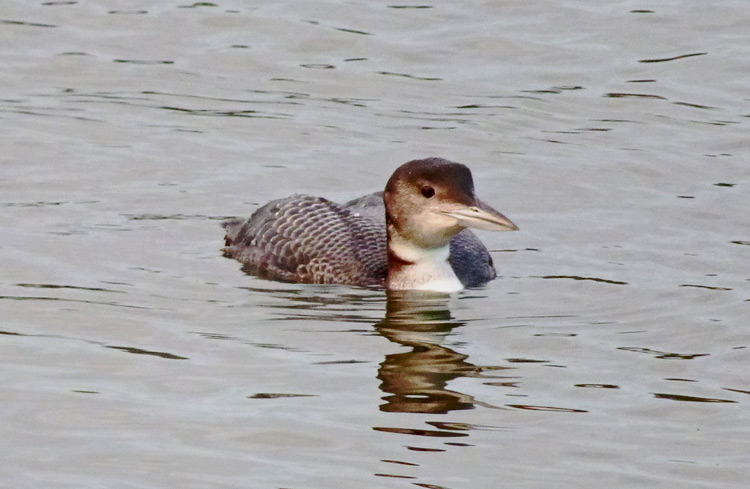 Great Northern Diver, Warks, Jan 2016