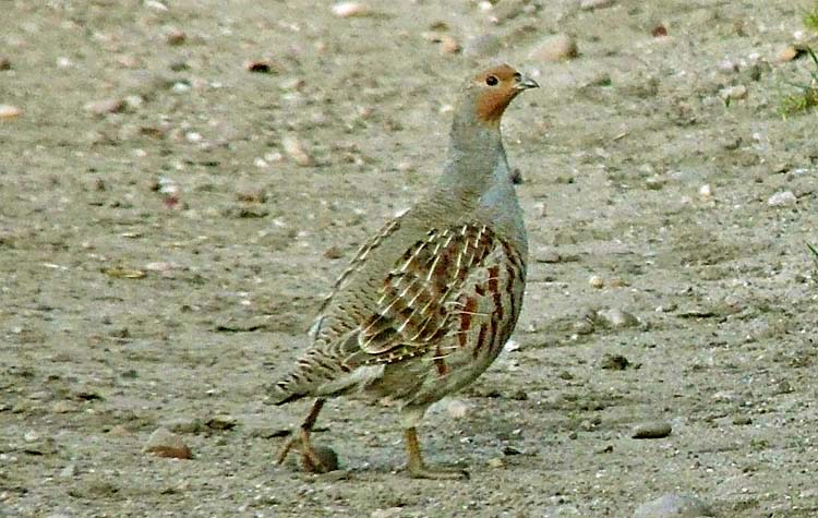 Grey Partridge, Warks, October 2011