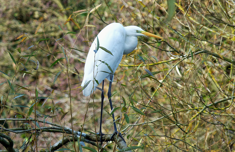 Great Egret, Warks, November 2019