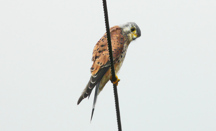 Kestrel, West Midlands, September 2010