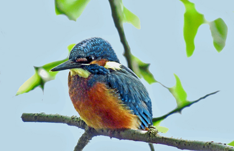 Kingfisher, West Midlands, August 2016