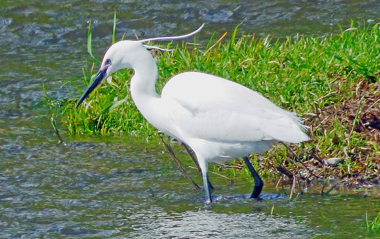 Little Egret, WMids, May 2015