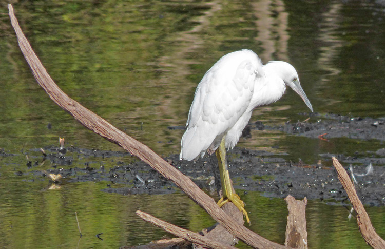 Little Egret, juvenile, West Midlands, August 2018