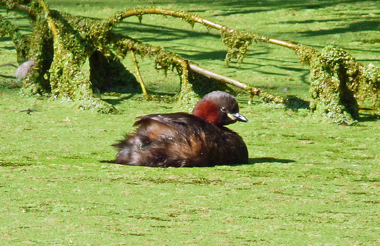 Little Grebe, West Midlands, August 2023