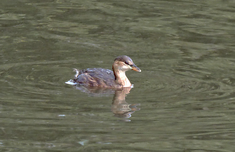 Little Grebe, West Midlands, Oct 2022