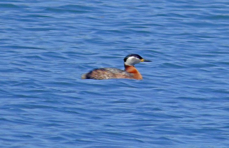 Red-necked Grebe, West Midlands, May 2017