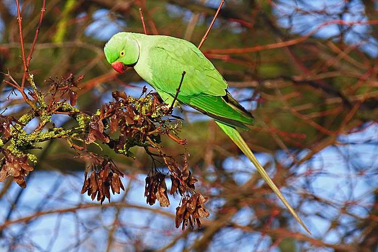 Rose-ringed Parakeet. WMids, December 2018