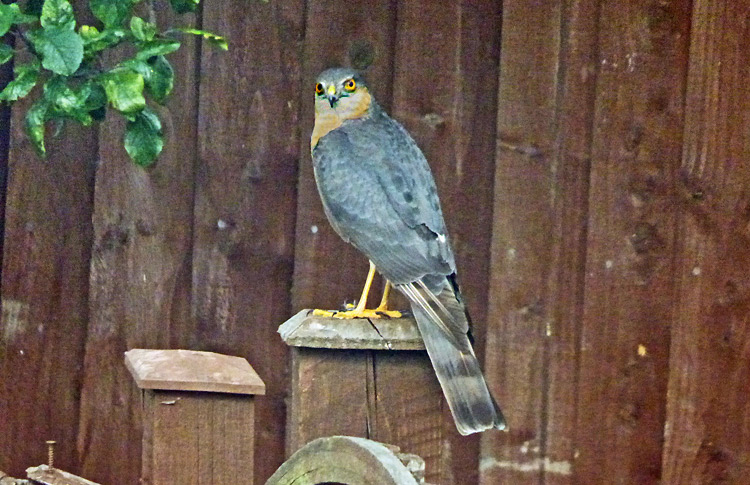 Sparrowhawk, WMids, July 2017