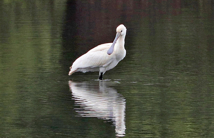 Eurasian Spoonbill, WMids, October 2019