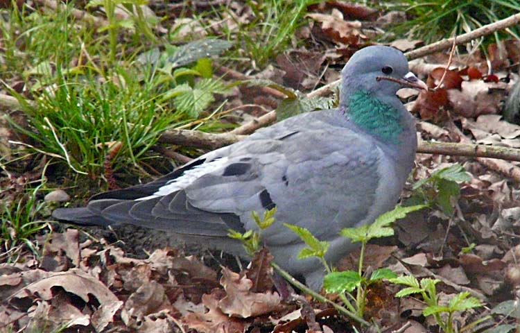 Stock Dove, West Midlands, April 2009